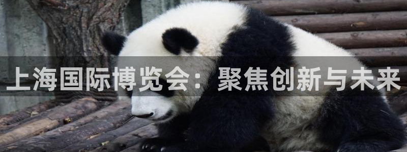 果博手机下载网址：上海国际博览会：聚焦创